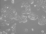 Improve the reproducibility of your cell culture experiments