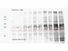SERT Antibody From Synaptic Systems GIves Non-Specific Bands