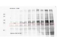 SERT Antibody From Synaptic Systems GIves Non-Specific Bands