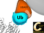 Validate whether your target protein is endogenously ubiquitinated.