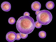 Cell-Based Assays: How to Decide Between 2D and 3D