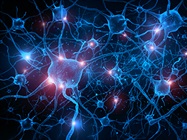 Exploring the Brain with Spatial Biology