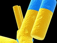 Infographic: Why You Should Consider Using Recombinant Antibodies