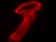 Best Antibody Option to Label Smooth Muscle