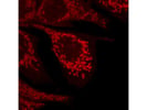 Great Antibody Option From Invitrogen for the Detection of Rabbit Primary Antibodies by Immunofluorescence