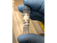 LC3A/B Rabbit mAb from Cell Signaling Technology For Western Blot Applications