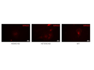 Unspecific ICC Staining of NPAS3 Abs From ProSci
