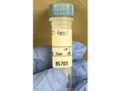 DRP1 Rabbit mAb From Cell Signaling Has Good Signal