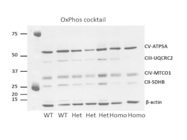 Oxphos Antibody Cocktail for Assessing the Mitochondria State in NPAS3 Model