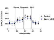 Assessment of Glycolysis Using the Seahorse System From Agilent
