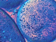 Infographic: Tips for a Successful Single-Cell Experiment