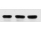 Beta Tubulin Loading Control Monoclonal Antibody With Minimal Cross-Reactivity From Invitrogen