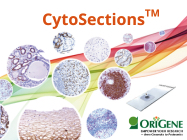 Validate antibodies for IHC, ICC and ISH easily with CytoSections™ by OriGene