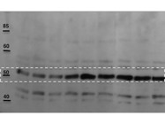 Superb MOR-1 Antibody From Santa Cruz