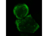 NAMPT Inhibitor for Studying ADP-Ribosylation