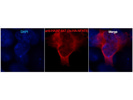 Anti-HA Antibody From Invitrogen for Immunofluorescence