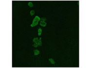 1,6-Hexanediol From Sigma Aldrich for Dissolving Condensates