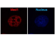 Suitable Antibody to Stain Mediator Complex