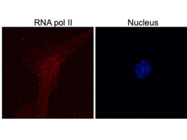 Antibody From Abcam for RNA Polymerase II Did Not Work in IMCD3 Cells