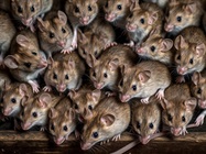 Mouse Marvels—The Brave New World of Genetically Modified Mice