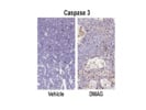 Cleaved Caspase-3 Ab From Cell Signaling Was Used as a Marker of Cell Apoptosis After DMAG-17 Chemotherapy Treatment.