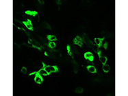 Highly Recommended Antibody From Proteintech to Study TDP-43