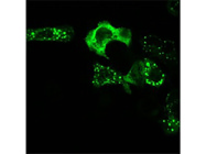 WNK1 Polyclonal Antibody From Invitrogen Ideal for Labeling