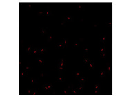 Good antibody to label cilia
