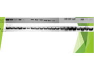 Myl9 Polyclonal Western Blot Antibody From Thermo Fisher Works Well