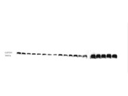 GAPDH Western Blot Antibody From Proteintech