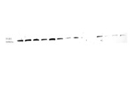 Affordable and Efficient ITGB3 Western Blot Antibody