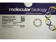 Affordable and Cheap SYBR Green Reagent for qPCR
