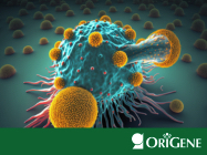 Use OriGene Antibodies to explore macrophages dual role in tumors