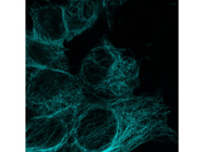 Decent Secondary Antibody From Thermo Fisher for IF Detection of Proteins
