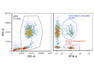 Multi Purpose CD10 Antibody From BD Biosciences