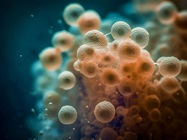 Developing High-throughput 3D Cellular Models and Co-cultures