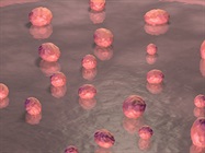 OrganoidXplore: Routine and Rapid Compound Testing in a Large Panel of Organoids