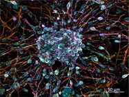Enhancing 3D Cell Culture Imaging
