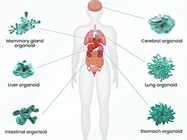 Organoid Technology in Drug Discovery