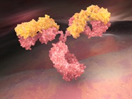 Infographic: Recombinant Antibody Overview: Description, Production, and Applications