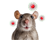 New Mouse cytokine panels: inflammation, t-helper, stem cell markers & more