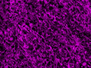 Highly Satisfied With This Chicken Anti GFAP Antibody From Abcam