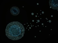 Methods of Exosome Isolation