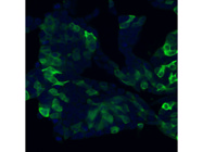 Conjugated Antibody From Proteintech to Label HA-Tagged Proteins