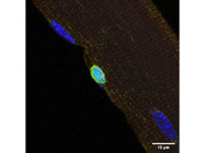Antibody With Consistent, High Quality Performance in IF and Western Blotting