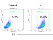 Flow Detection of In Vitro Translational Activity of Influenza mRNA Vaccine Transfected Into Cells