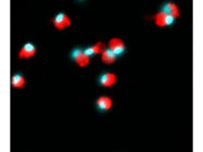 Beautiful Imaging of Zebrafish Eosinophils