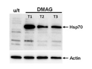 HRP- Conjugated Primary Antibodies Against ß-Actin