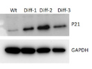 Ideal Antibody for Western Blot With an Excellent Signaling in IPS Cell