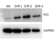 Ideal Antibody for Western Blot With an Excellent Signaling in IPS Cell